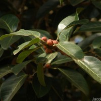 Ficus benghalensis L.